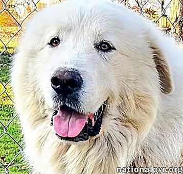 Photo of Fosters Needed!