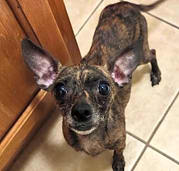 Photo of Pippa