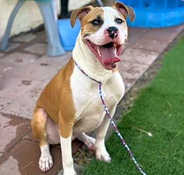 Photo of Appa
