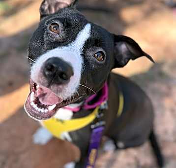 Photo of Tilly (Urgent)