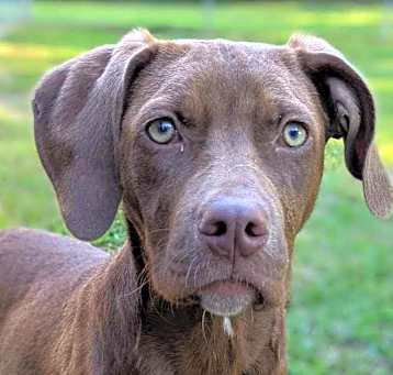 Photo of Chai