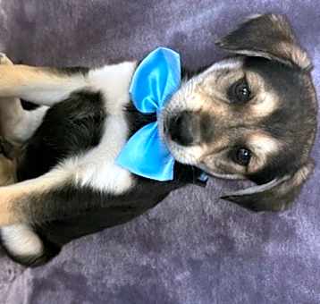 Photo of Basil