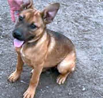 Photo of BRUTUS