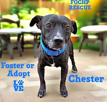 Photo of Chester