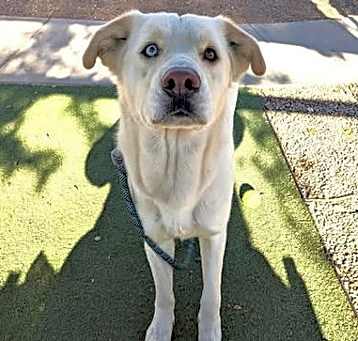 Photo of ARLO