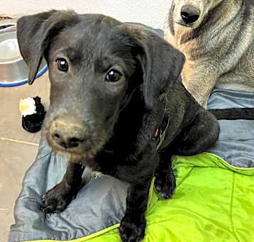 Photo of Scarlet - Loves Treats & Dogs! Adopt $0!