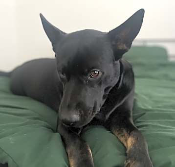Photo of Athena