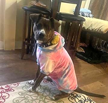 Photo of Pippi *Courtesy Post* (Manlius NY)