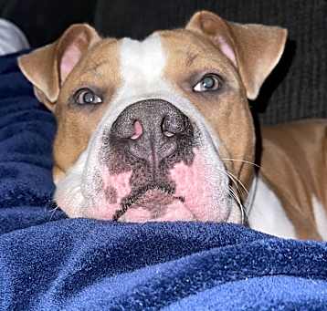 Photo of Sage