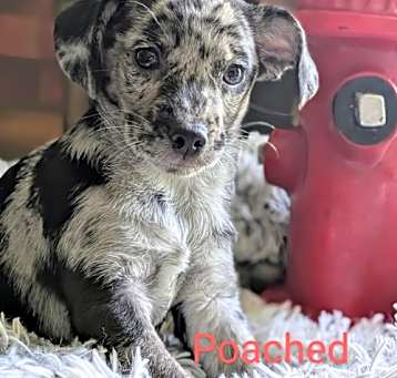Photo of Poached