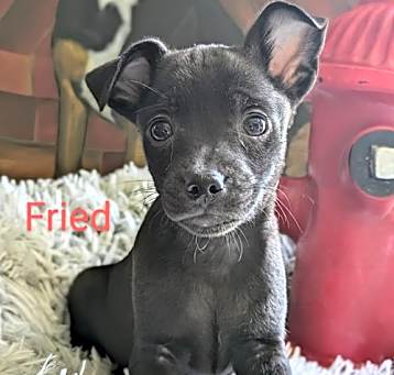 Photo of Fried