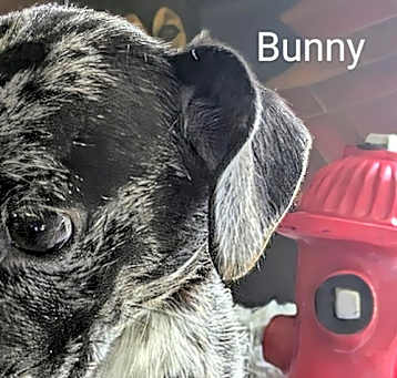 Photo of Bunny