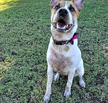 Photo of Daisy