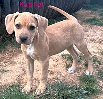 Photo of Kula Kai Twilia Talbot