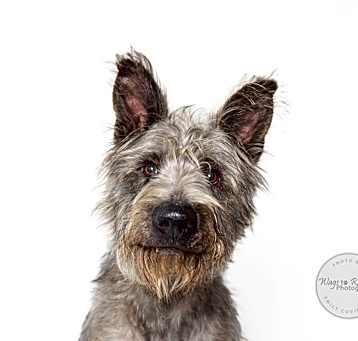 Photo of Mochi