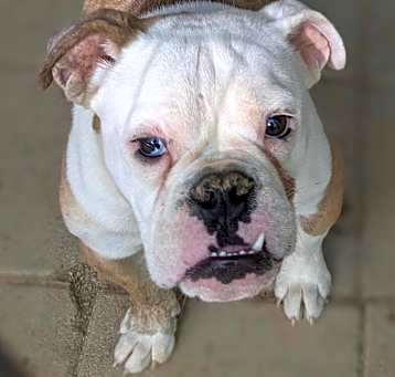 Photo of Otis