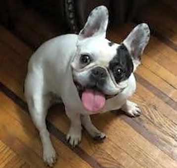 Photo of Harley