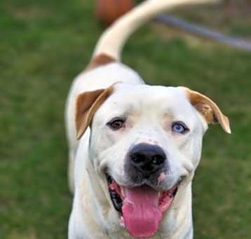 Photo of Ares