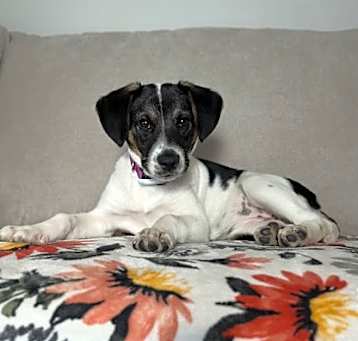 Photo of Lottie June (in foster)