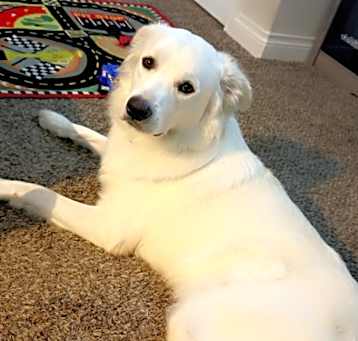 Photo of Tobee