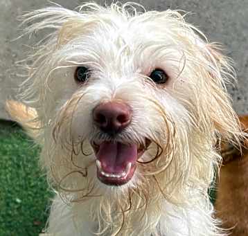 Photo of Teddy