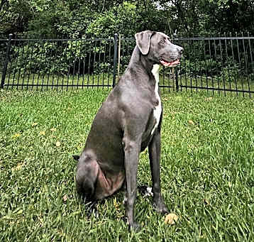Photo of Shadow