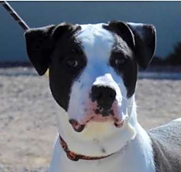 Photo of Spot