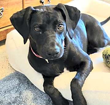 Photo of Rosie - The Loyal