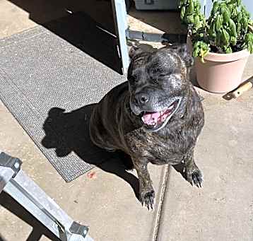 Photo of Nova