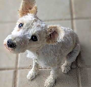 Photo of Lola