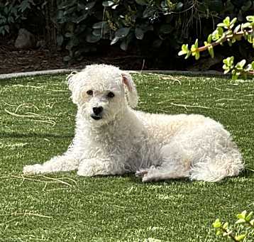 Photo of Sparky