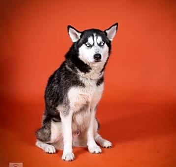 Photo of SKY WALKER
