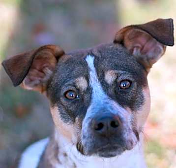 Photo of Millie - MEET ME @ PETCO 5/3/25!