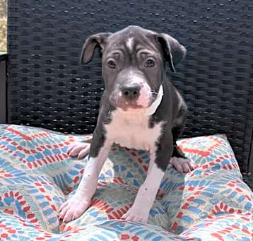 Photo of Louie