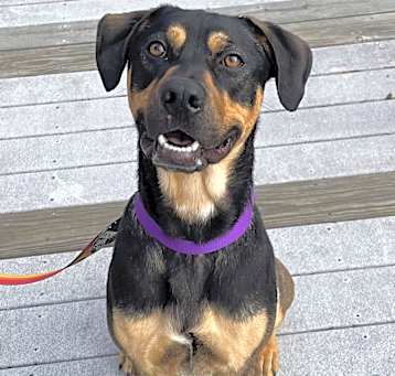 Photo of Dexter