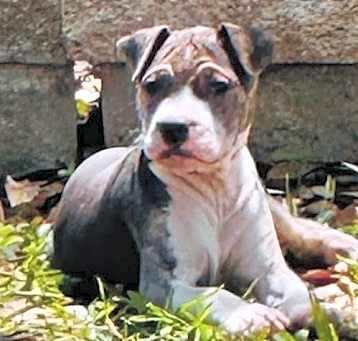 Photo of Canolli