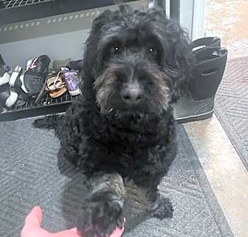 Photo of Primrose