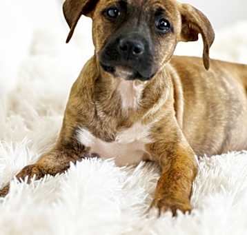 Photo of Ivy League Litter - Yale