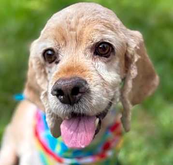 Photo of Ace