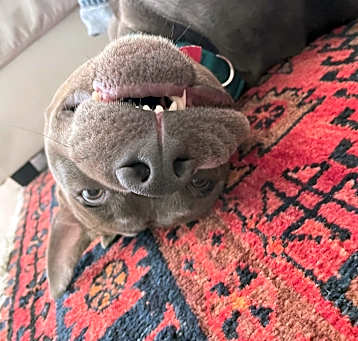 Photo of Bingo