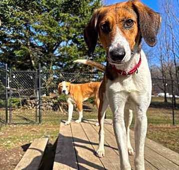 Photo of Scout