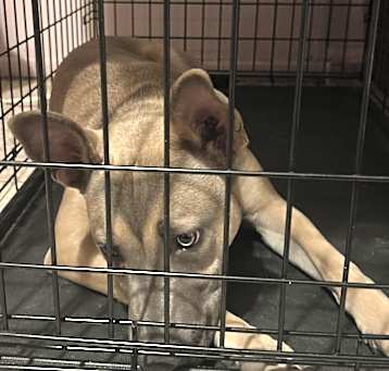 Photo of Nalla