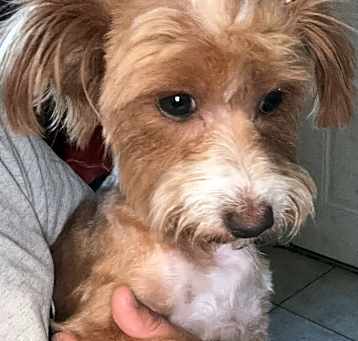 Photo of Gertie