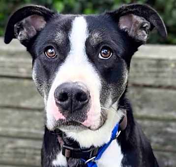 Photo of Chaplin 301761