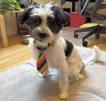 Photo of Champ