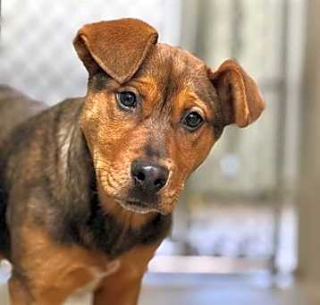 Photo of Jazmine A430915
