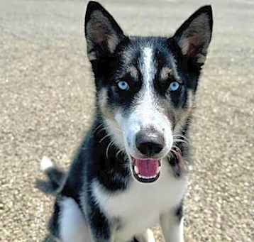 Photo of Sully A431564