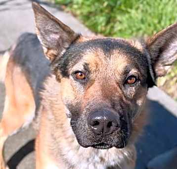 Photo of Apollo A431589