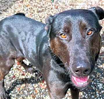 Photo of Rocky A422137