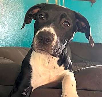 Photo of Tucker A432003